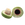 Kakadu Plum Seed