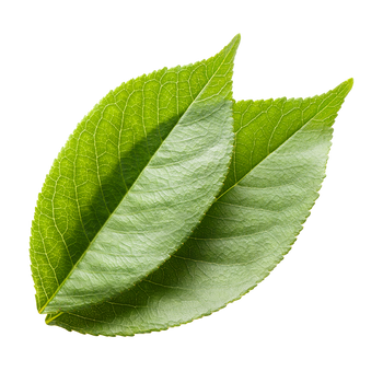 Green Tea Leaf Image