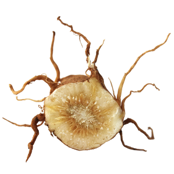 Inulin Image