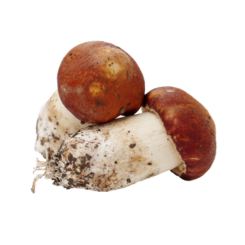 Songyi Mushroom Image
