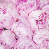 Peony