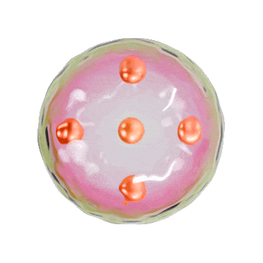 Microbiome Support