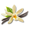 Vanilla