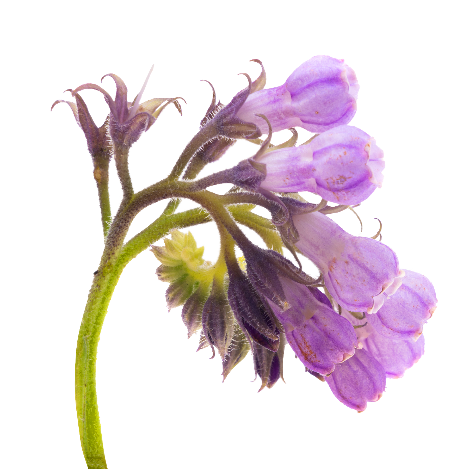 Allantoin