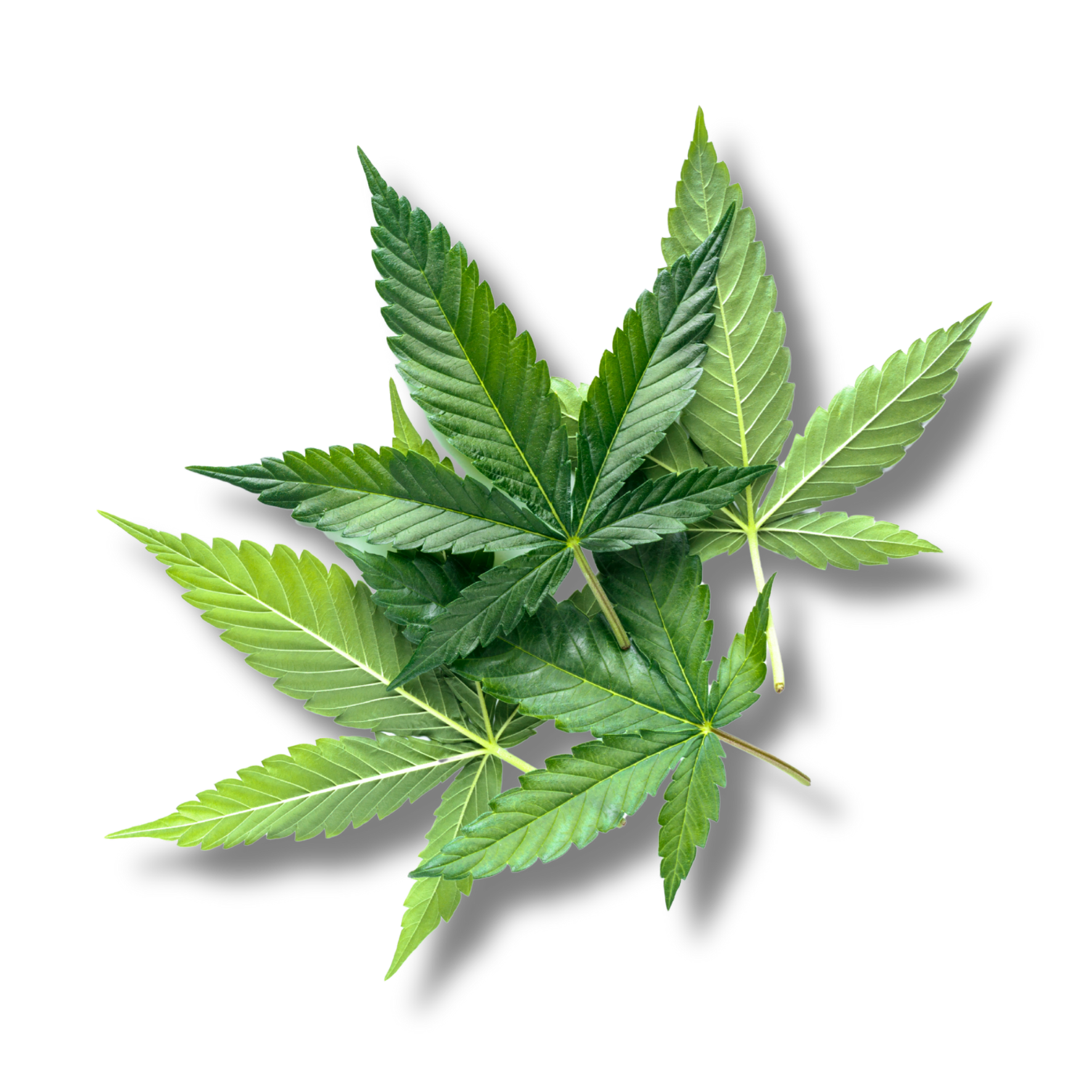 Cannabis Sativa Oil