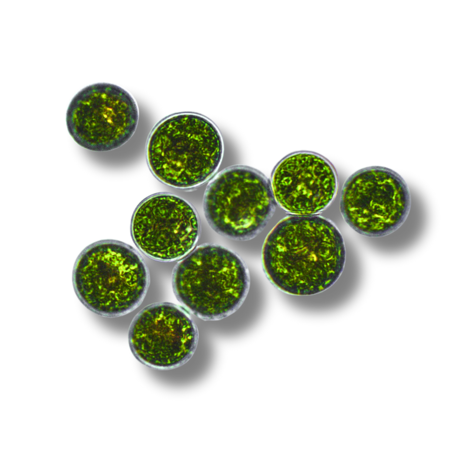 Chlorella Vulgaris