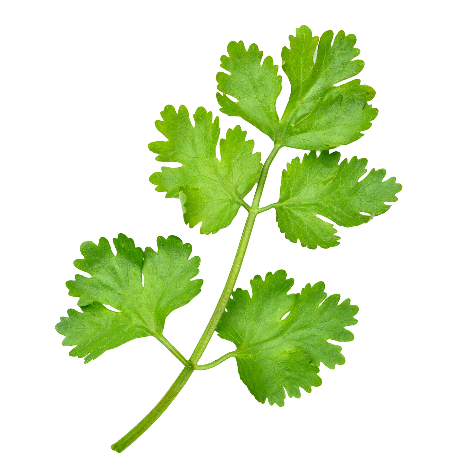 Coriander
