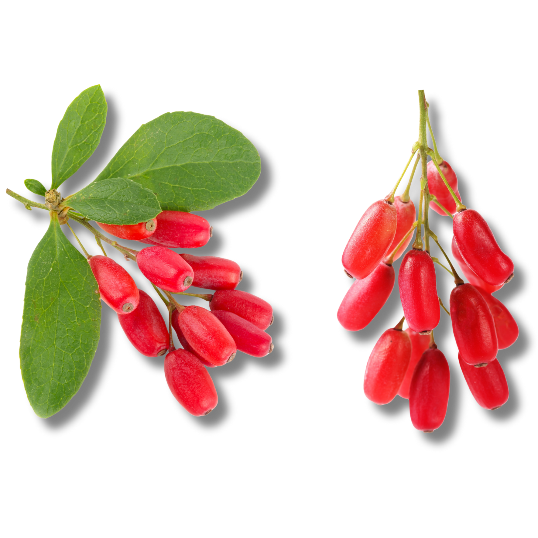 Goji Extract