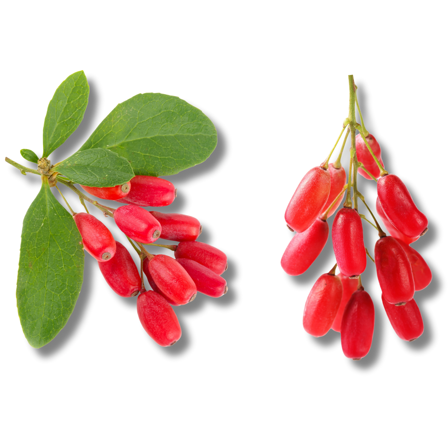 Goji Extract