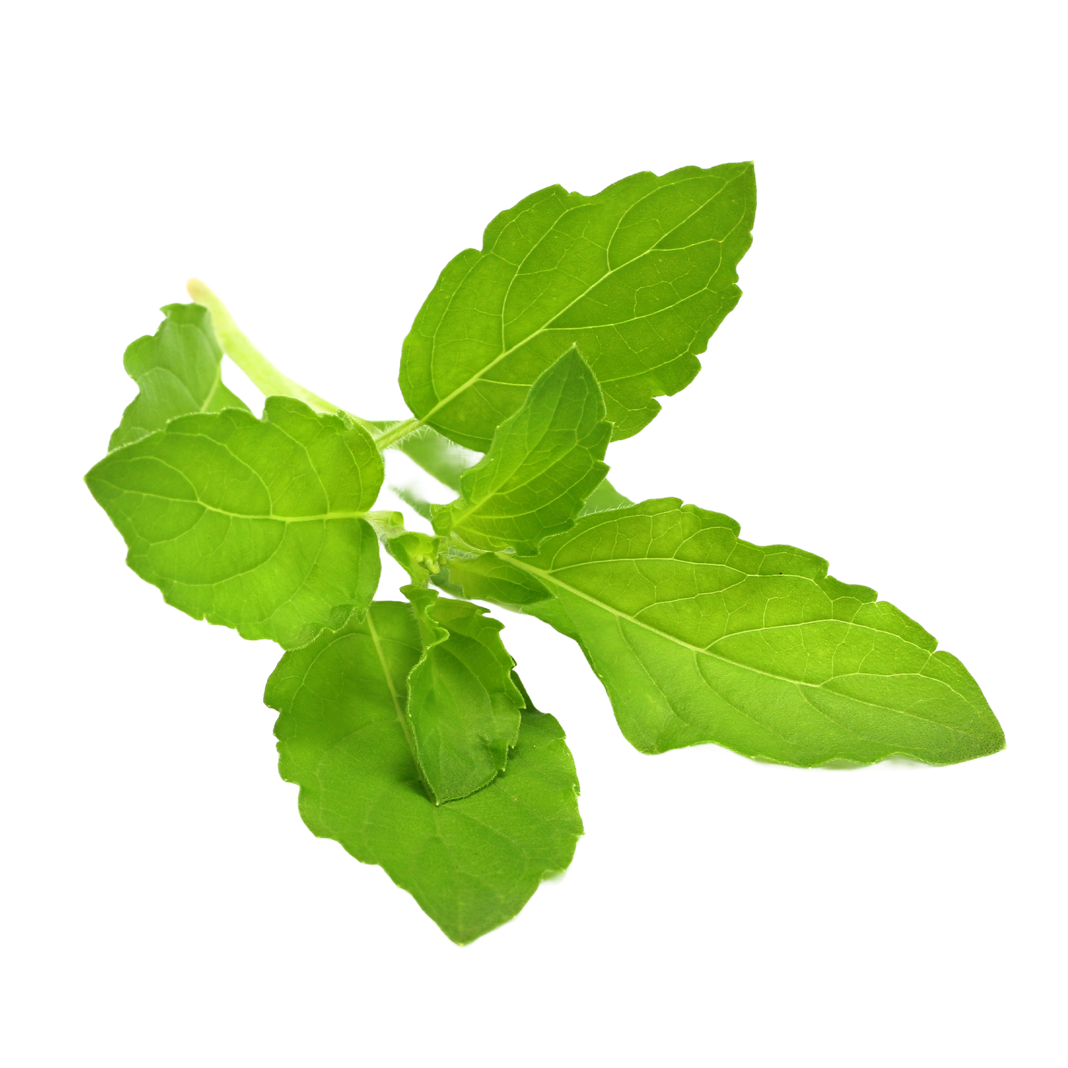Holy Basil
