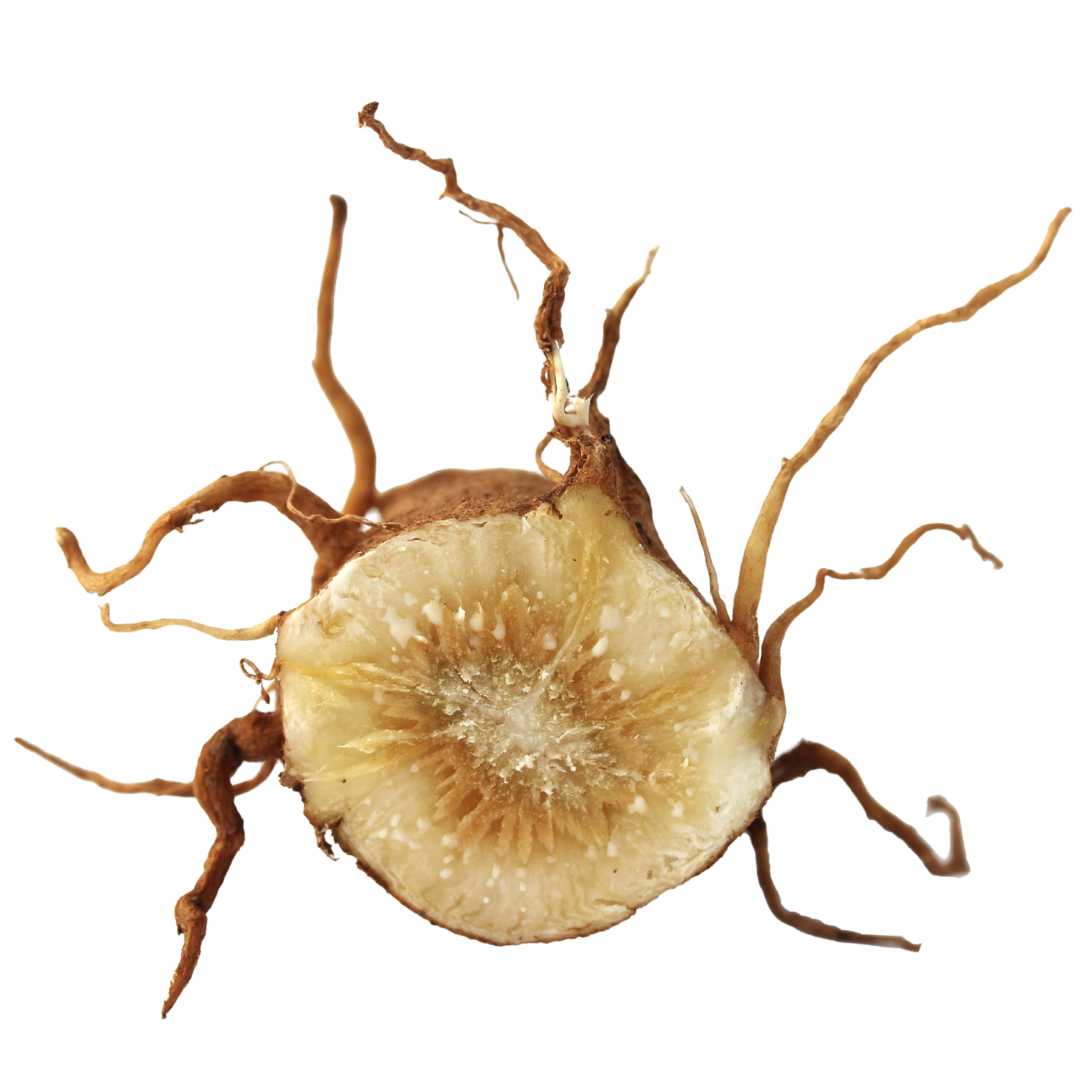 Inulin