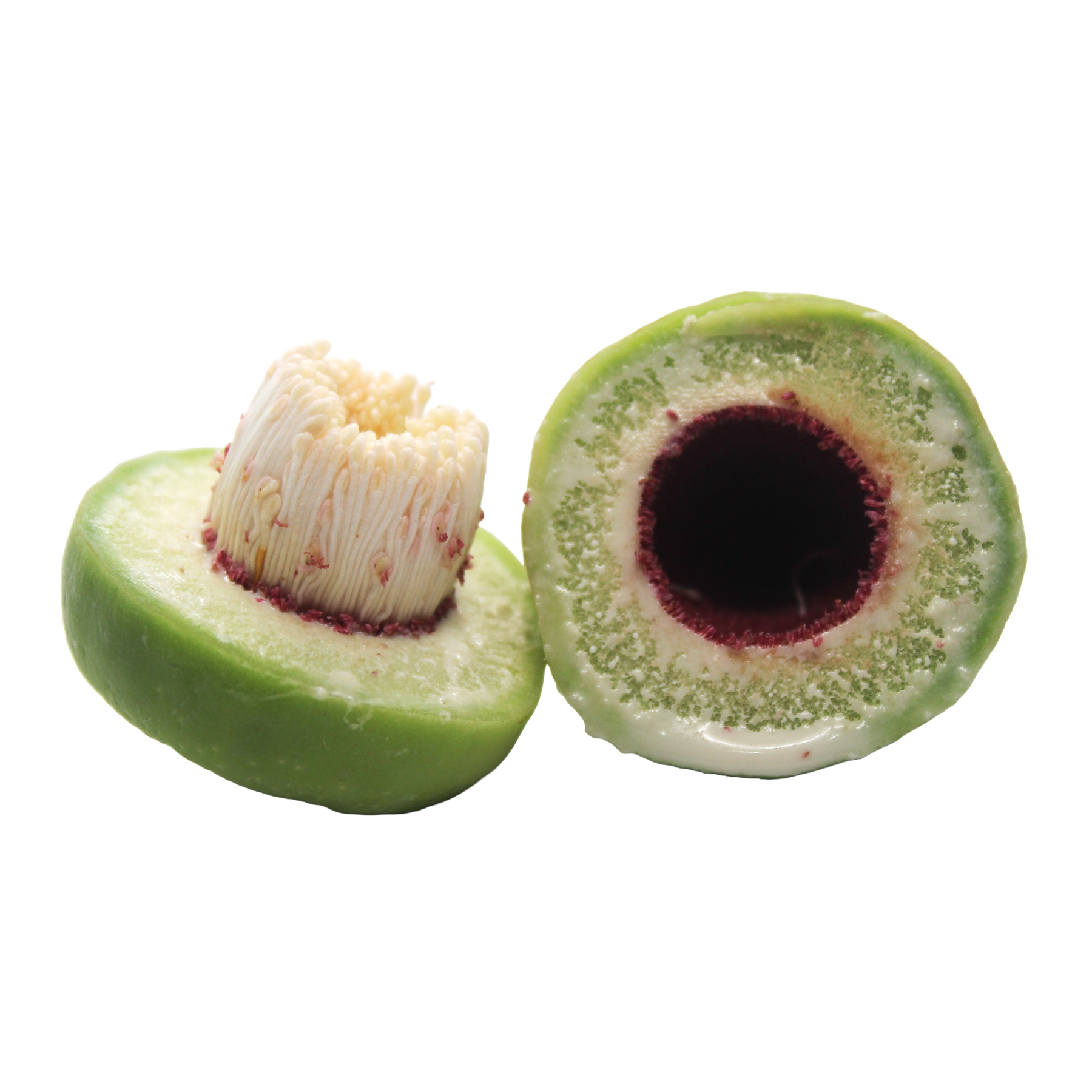 Kakadu Plum Seed