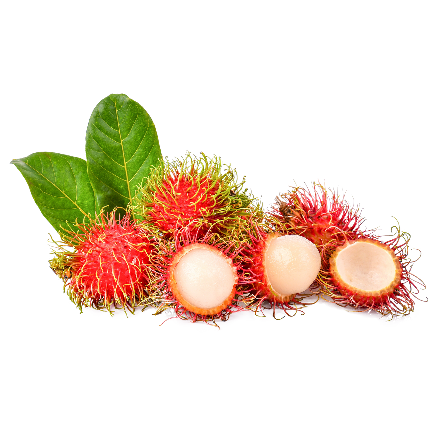 Rambutan Leaf
