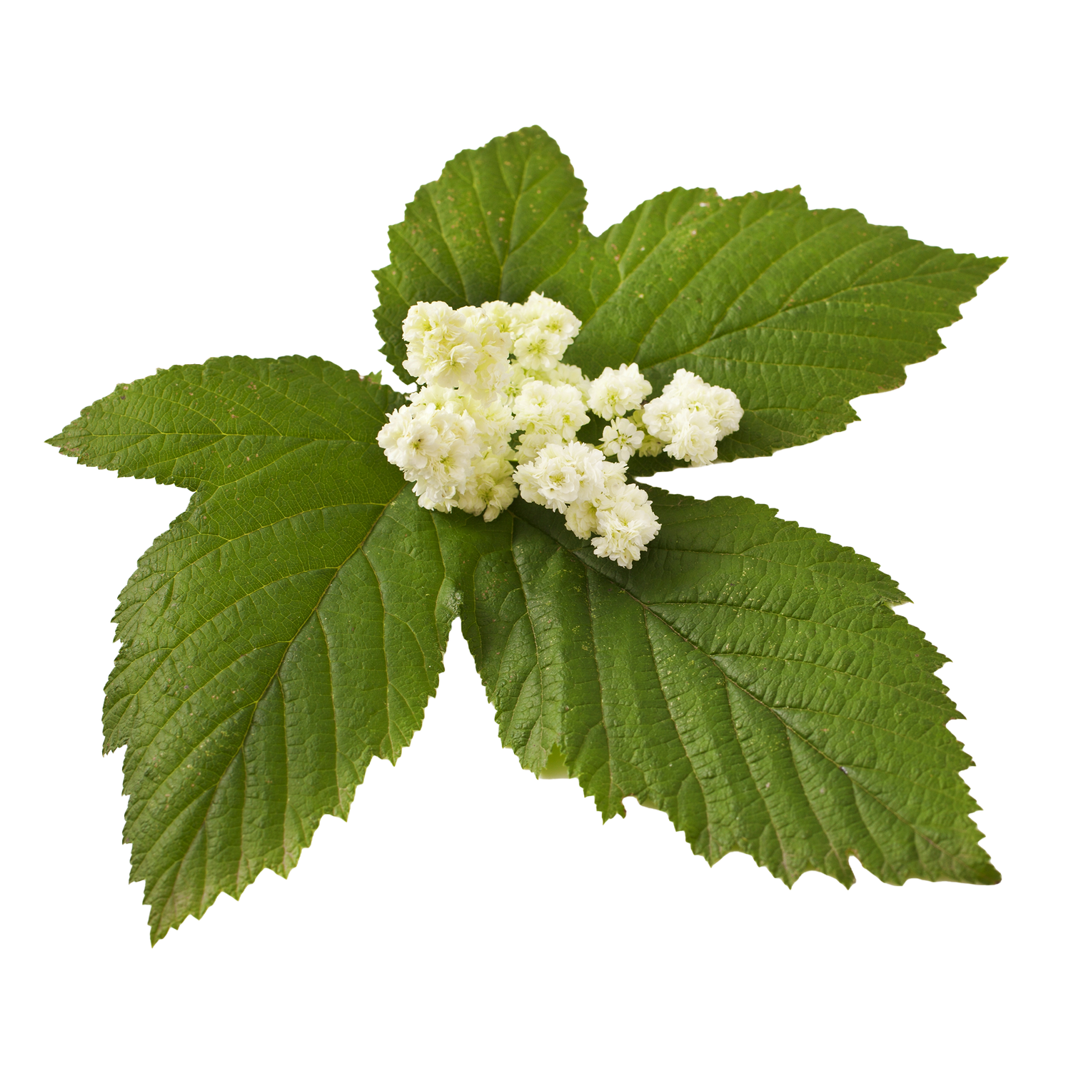 Meadowsweet