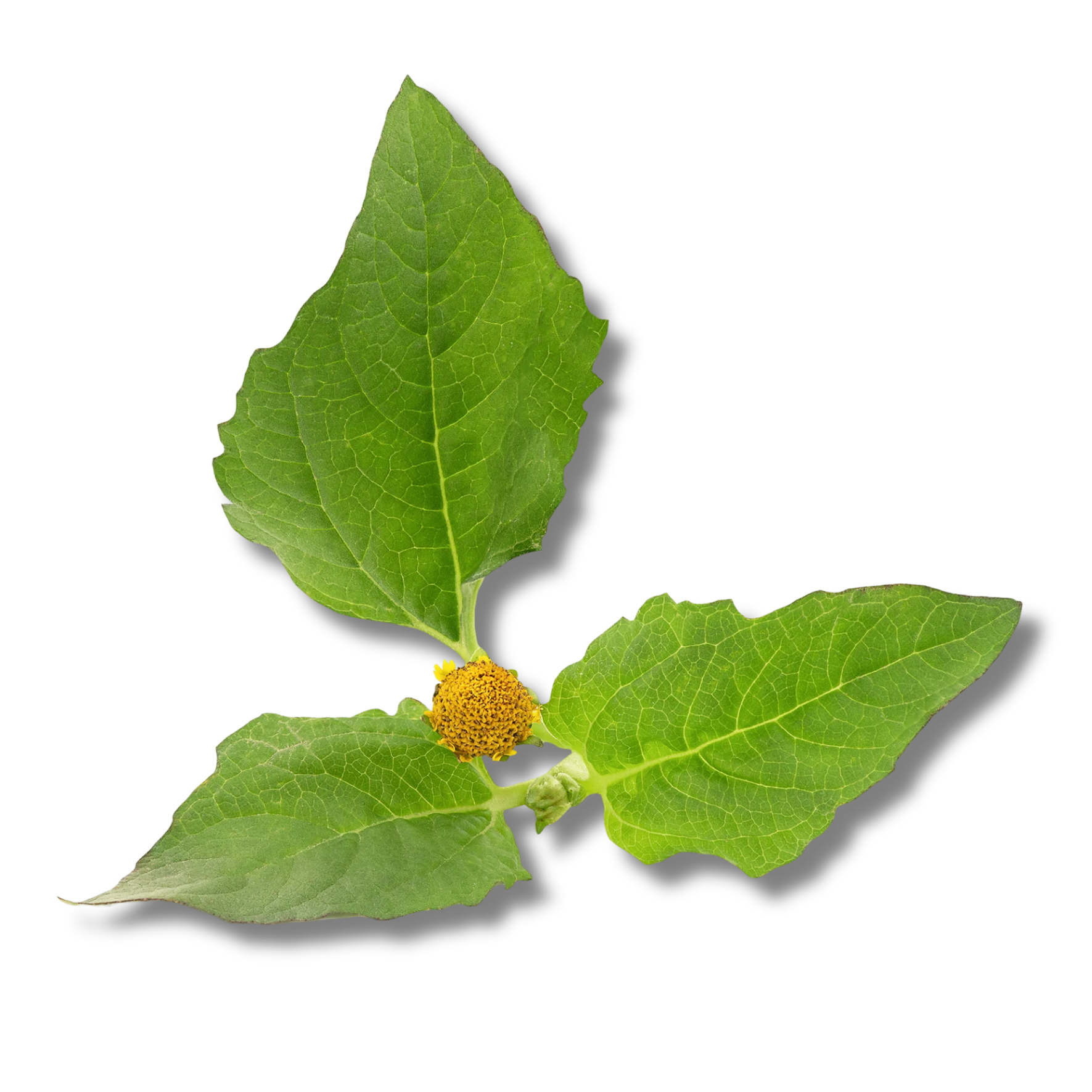 Paracress Extract