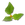 Paracress Extract