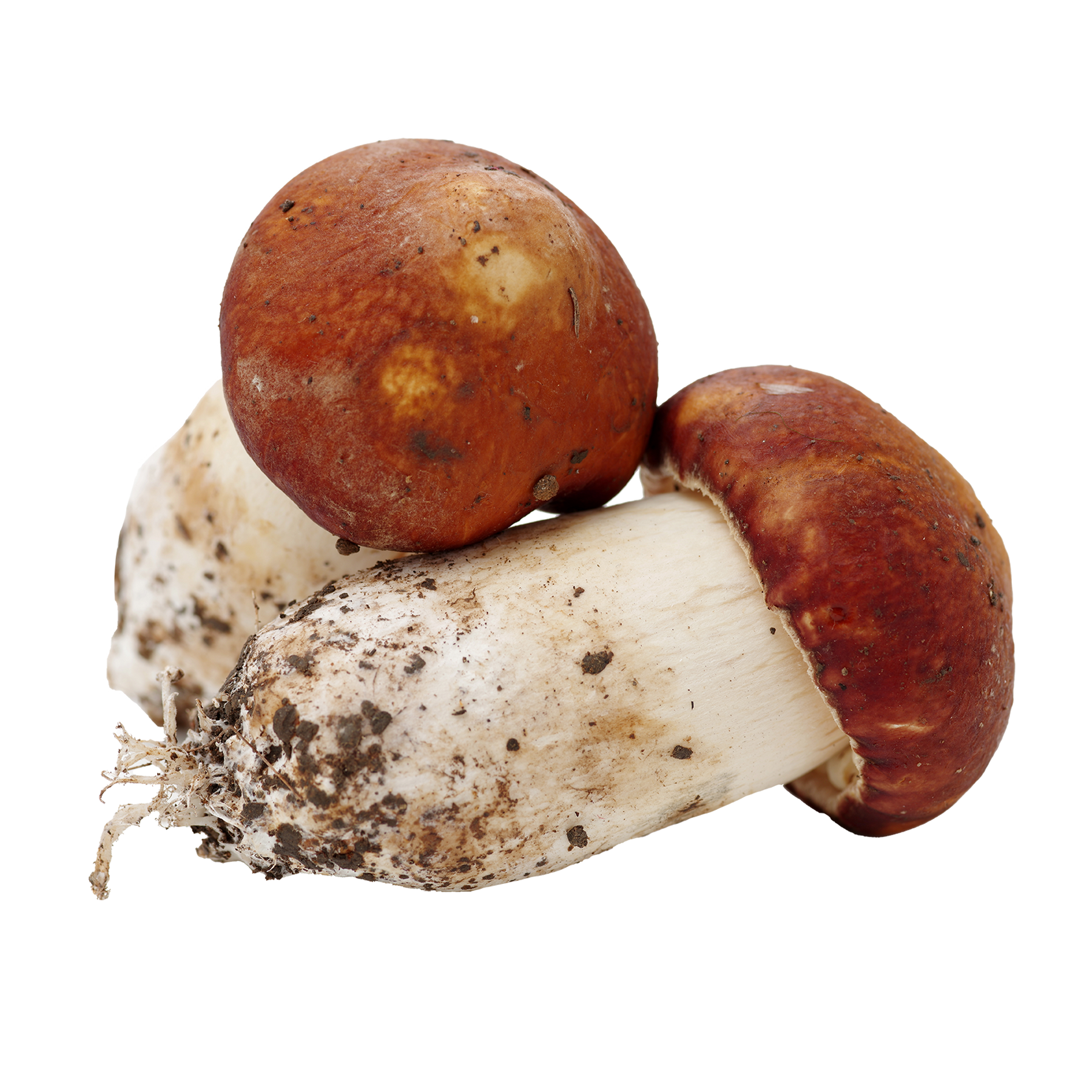 Songyi Mushroom