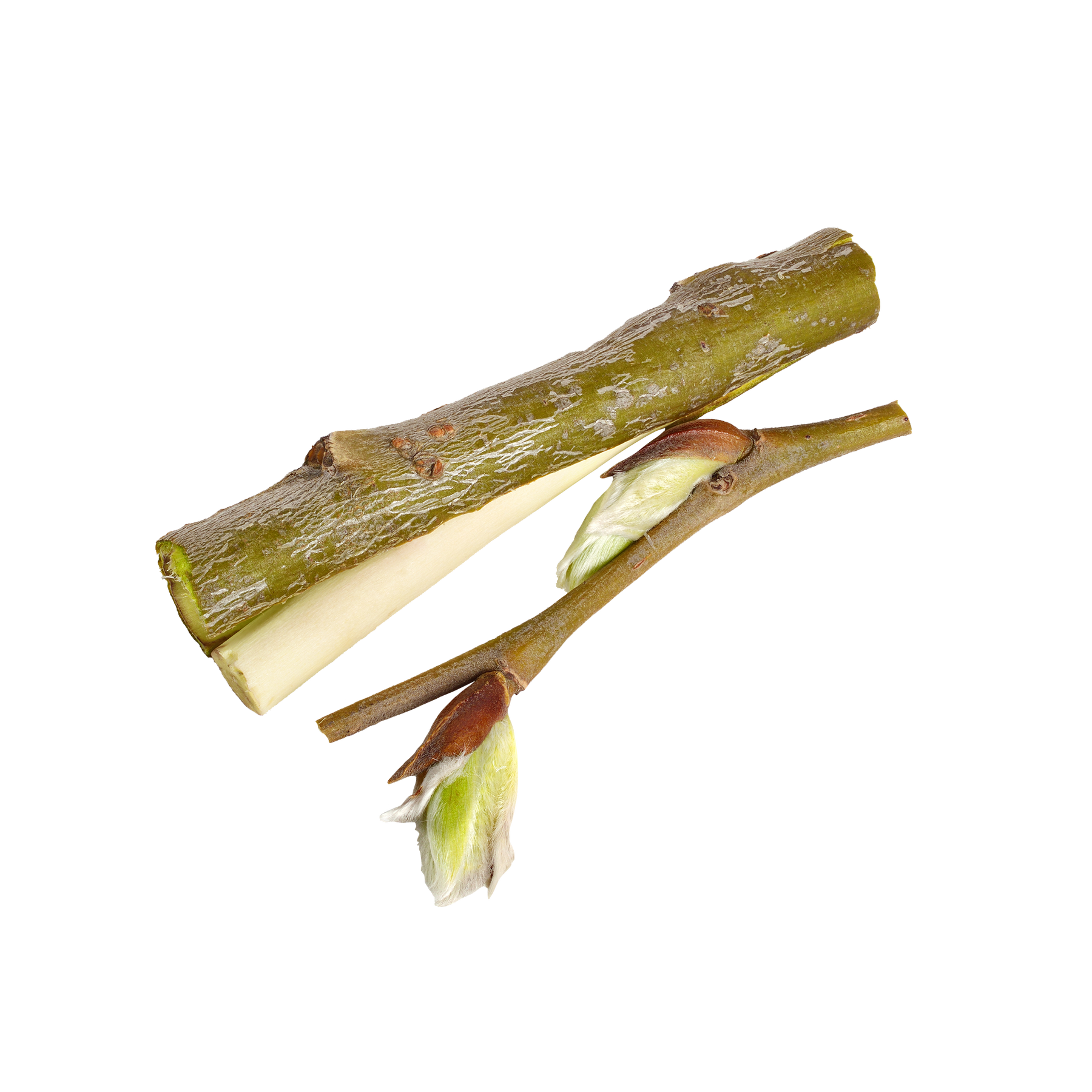 White Willow Bark
