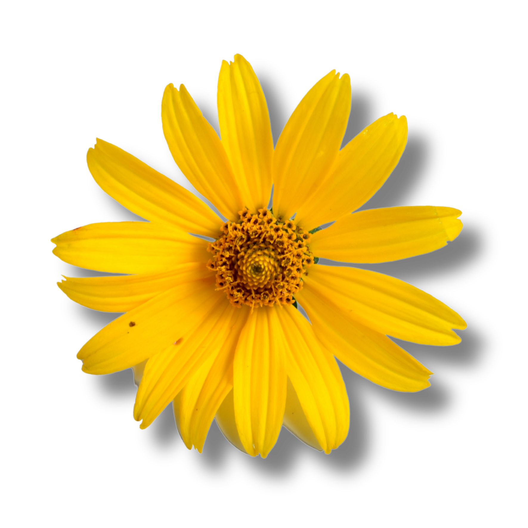 Arnica