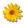 Arnica