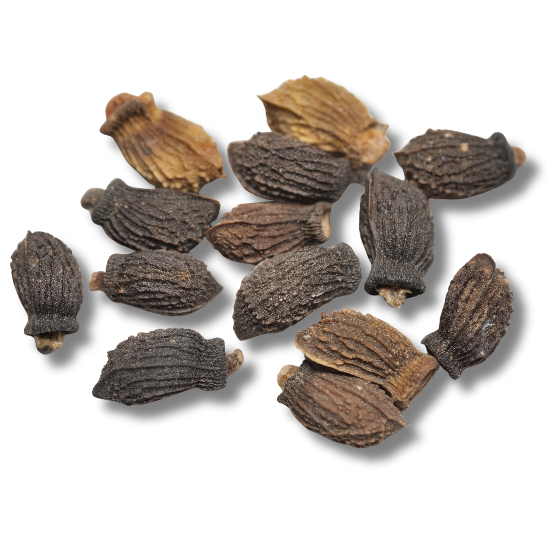Borage Seed Oil