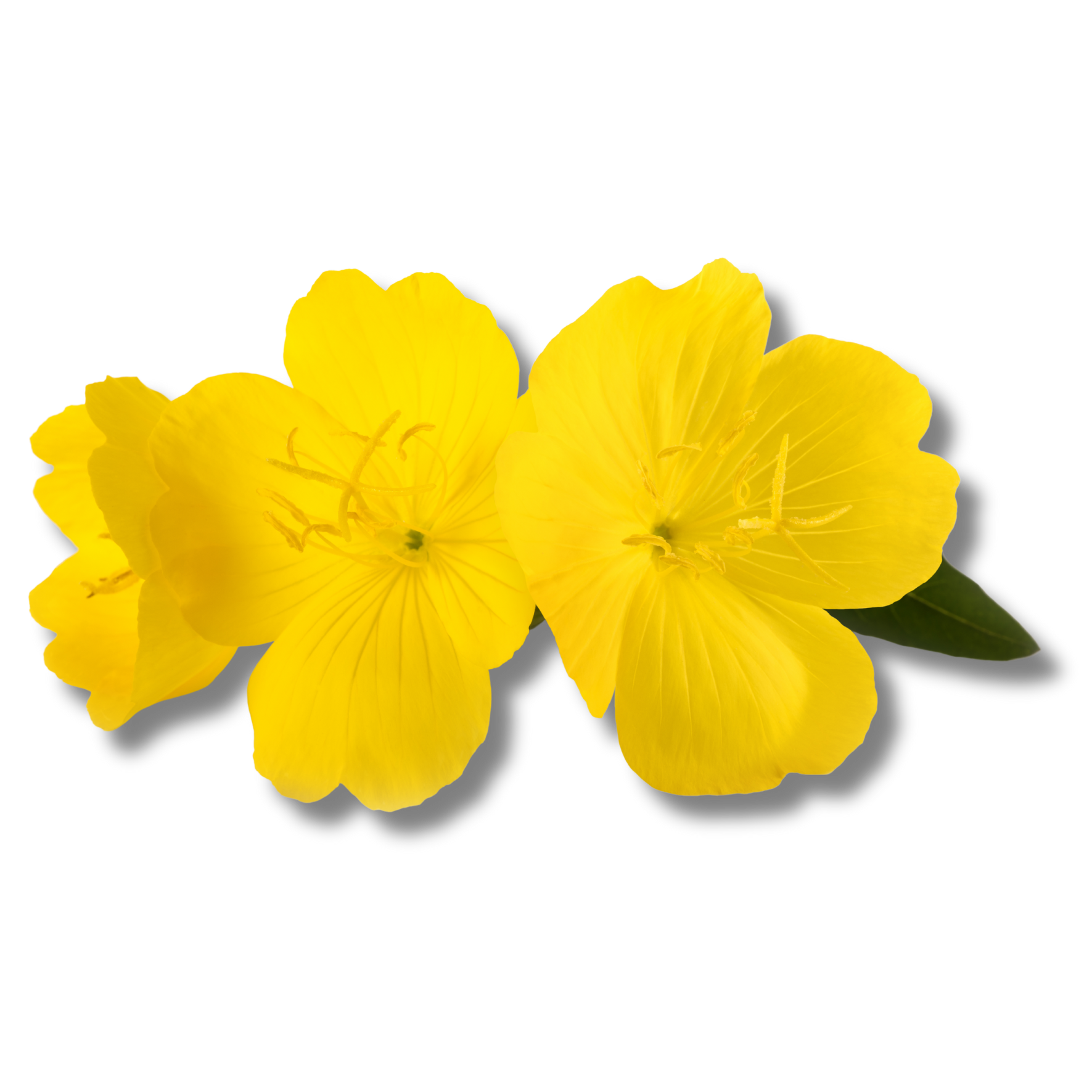 Evening Primrose Oil