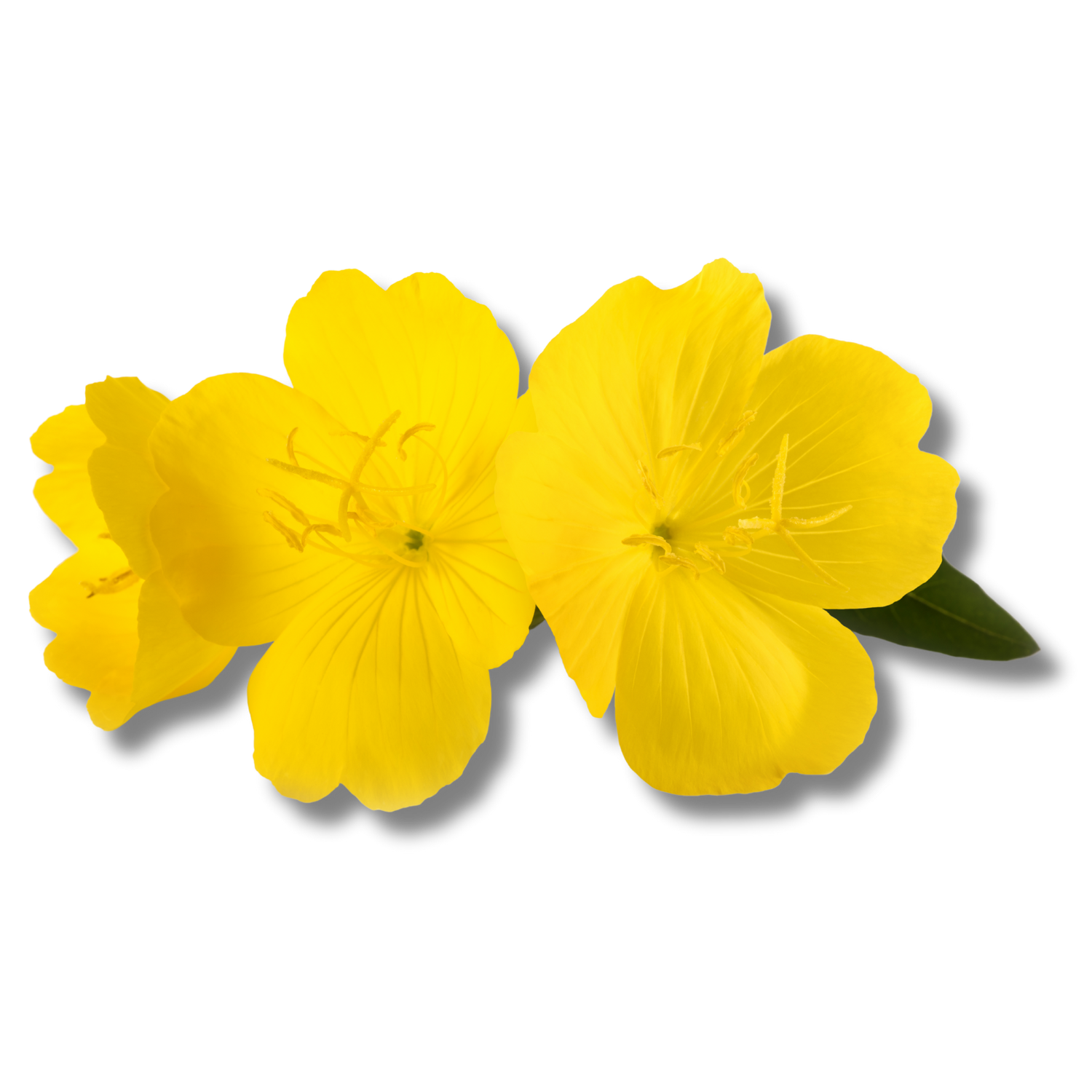 Evening Primrose Oil
