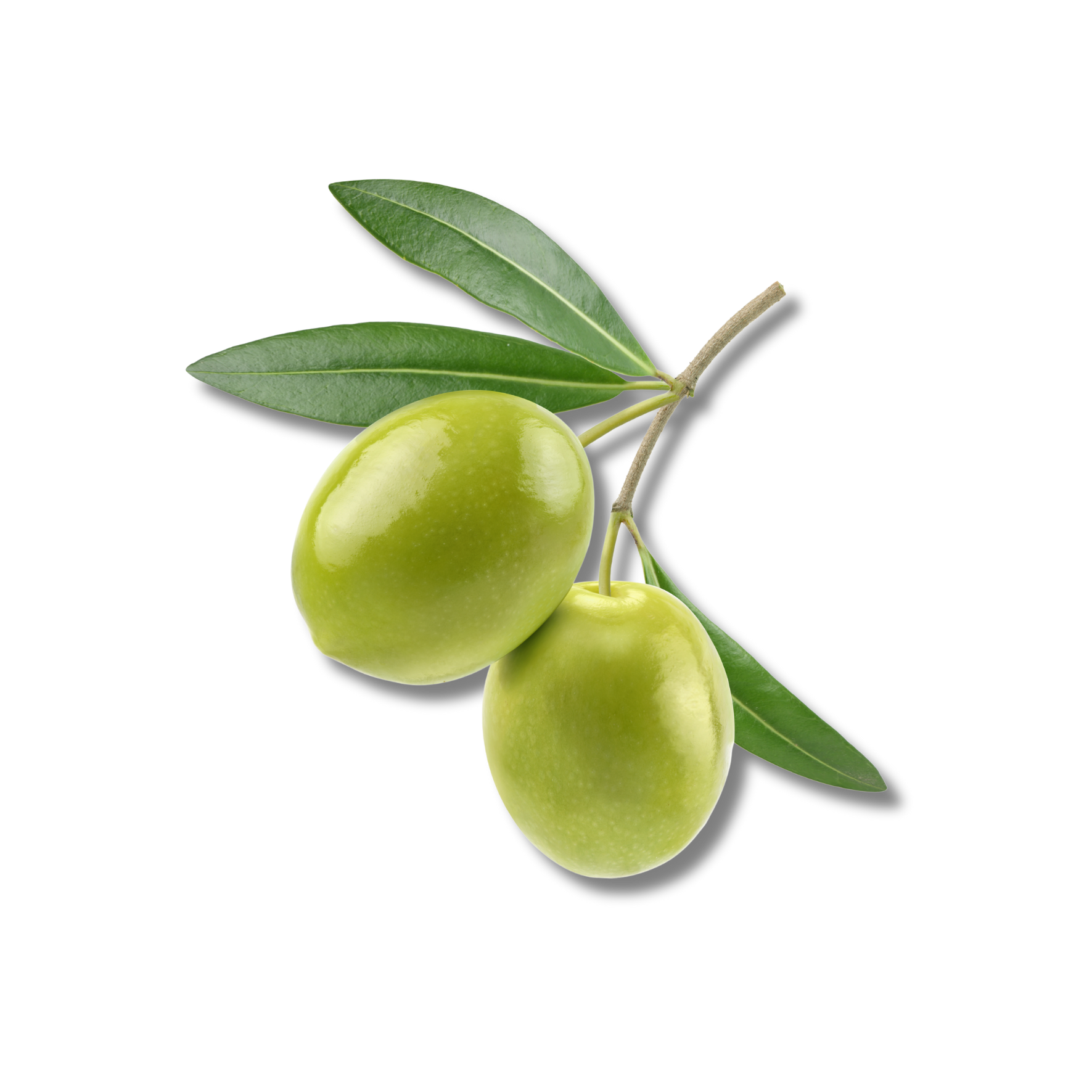 Olive Oil