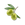 Olive Oil
