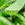 Aloe Vera Ingredient Image