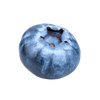Blueberry Seed Oil