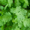 Coriander