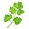 Coriander