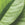 Green Tea Leaf Image