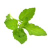 Holy Basil