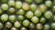 Indian Gooseberry Seed