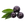 Acai Palm Image