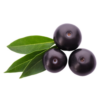 Acai Palm Image