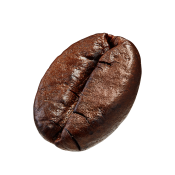 Coffee Seed Image
