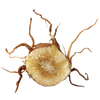 Inulin