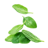Spinach