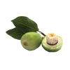 Kakadu Plum Seed