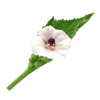 Marshmallow Root