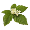 Meadowsweet