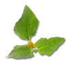Paracress Extract
