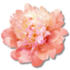 Peony