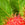 Rambutan Leaf Image