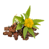 Rhodiola Rosea