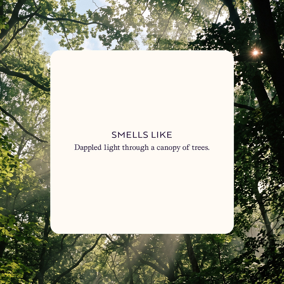 Smells Like - Dappled light through a canopy of trees.