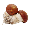 Songyi Mushroom